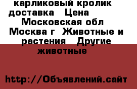 карликовый кролик.  доставка › Цена ­ 1 000 - Московская обл., Москва г. Животные и растения » Другие животные   